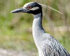 124: Heron - Yellow-Crowned Night-2
