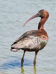125: Ibis - Glossy-1