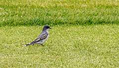 134: Kingbird-1