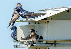 113: Martin - Purple-1