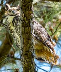 150: Owl - Great Horned-2
