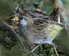 158: Rail - Sora-1