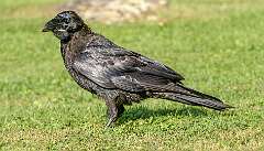 126: Raven - Common--1