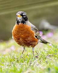 160: Robin - American-2