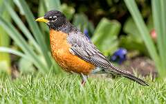 161: Robin - American-3