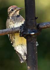 130: Sapsucker - Yellow-bellied-1