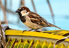 133: Sparrow - House-1