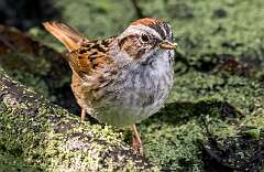 171: Sparrow - Swamp-1