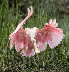 138: Spoonbill - Roseatte-2