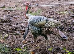 159: Turkey - Wild-1