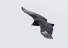 193: Vulture - Black-1