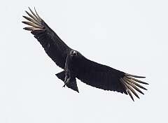 194: Vulture - Black-2