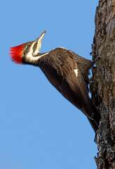 169: Woodpecker - Pileated-1