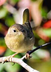 176: Yellowthroat - Common-1