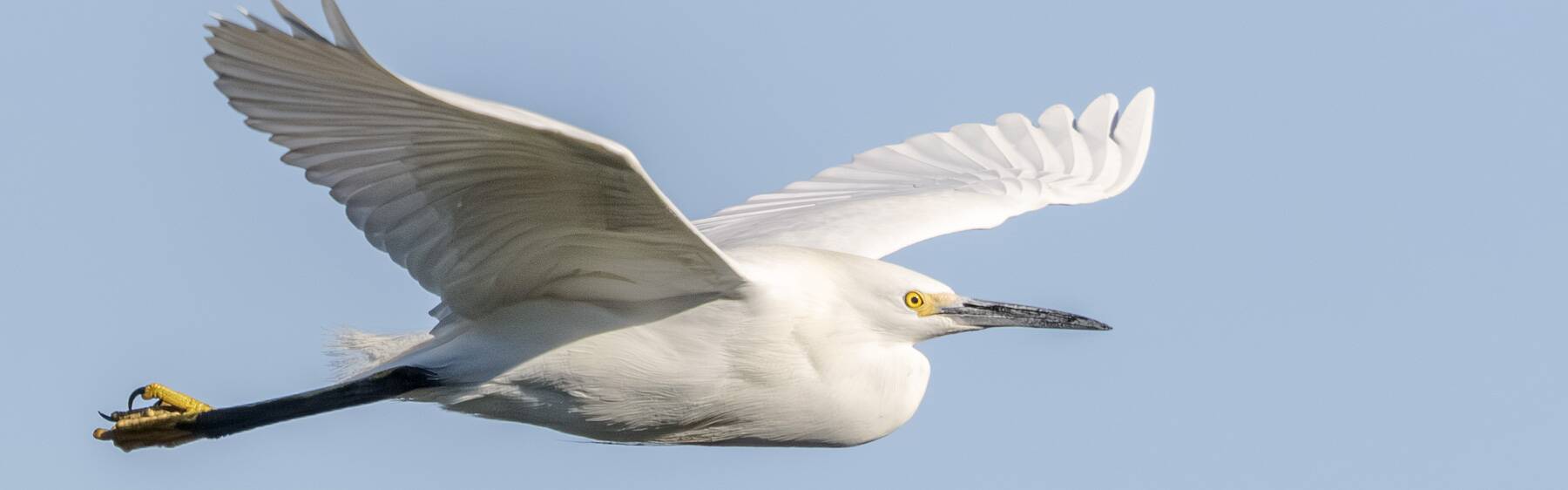 Click to show or hide the buttons