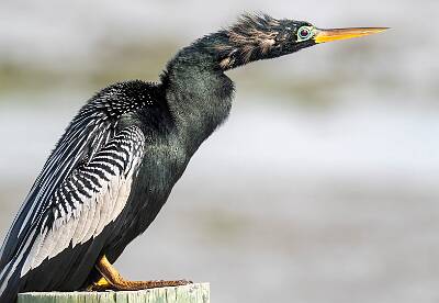 1: Anhinga-1