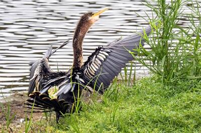 2: Anhinga-2