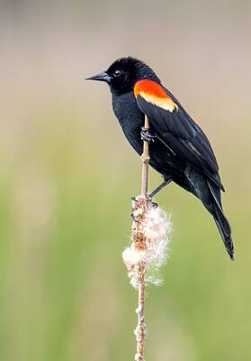 3: Blackbird - Red-winged-2
