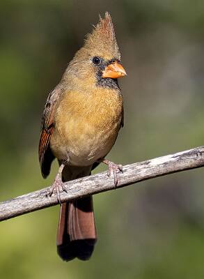 5: Cardinal - Northern-2