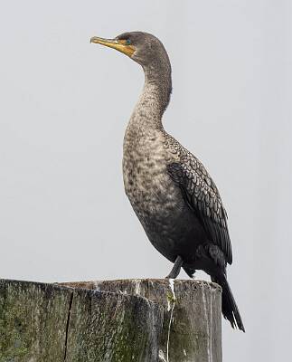 8: Cormorant - Double-crested-1
