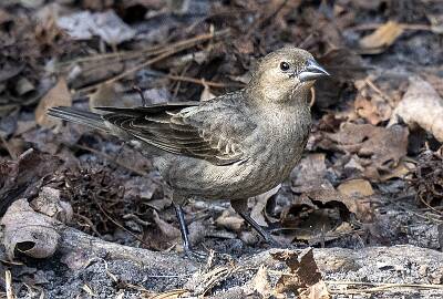 9: Cowbird - Brown-headed-1