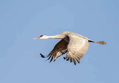 10: Crane - Sandhill-1