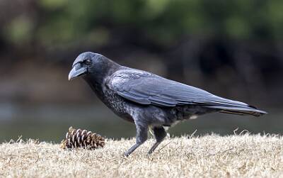 11: Crow - American-1