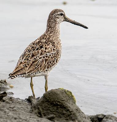 20: Dowitcher – Long-billed-1