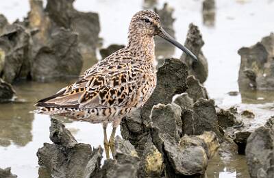 21: Dowitcher – Short-billed-1