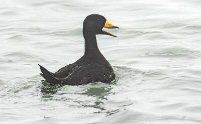 15: Duck - Black Scoter-1