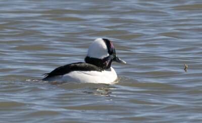 16: Duck - Bufflehead-1