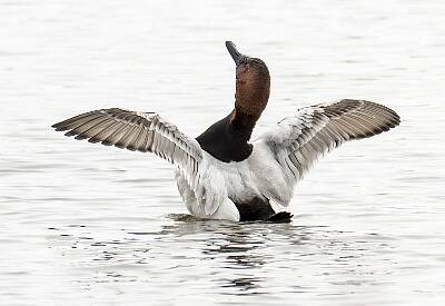 18: Duck - Canvasback-2