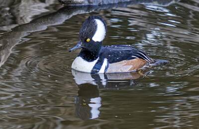 24: Duck - Hooded Merganser-1