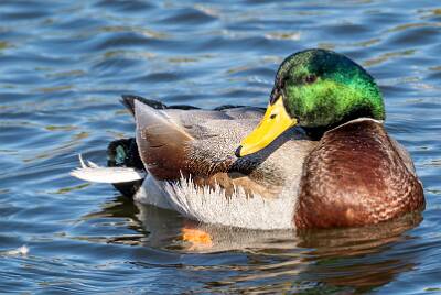 35: Duck - Mallard-1