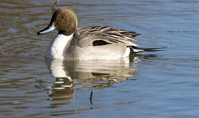 27: Duck - Northern Pintail-1