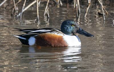 28: Duck - Northern Shoveler-1