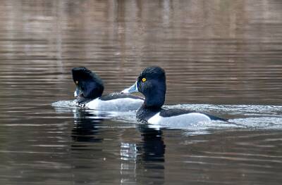 39: Duck - Ring-necked-1