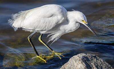 33: Egret - Snowy-1