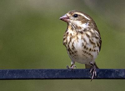 35: Finch - Purple-1