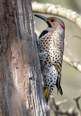 48: Flicker - Northern (Yellow Shafted)-1