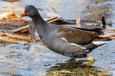 49: Gallinule - Common-1