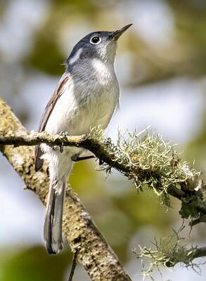 50: Gnatcatcher - Blue-gray-1