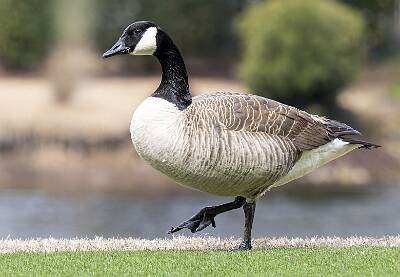 39: Goose - Canada-1