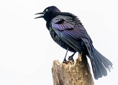 59: Grackle - Common-1