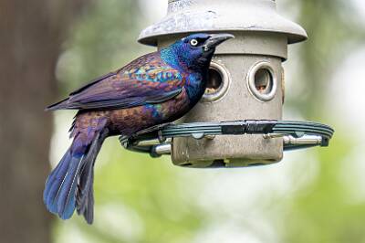 60: Grackle - Common-2