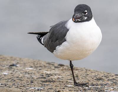 59: Gull - Laughing-1