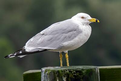 67: Gull - Ring-billed-2