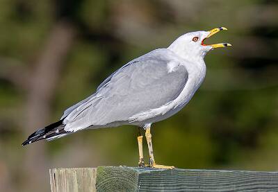 68: Gull - Ring-billed-3