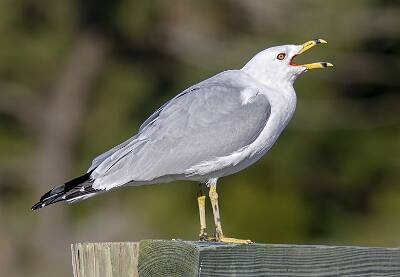 45: Gull - Ring-billes-2