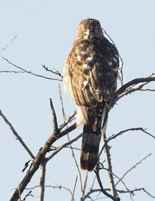 46: Hawk - Coopers-1